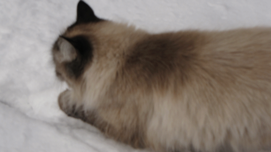 blueberry in snow fence.gif