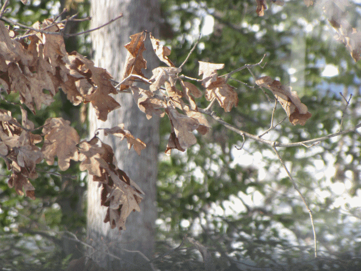 brown oaks leaves close - b.gif