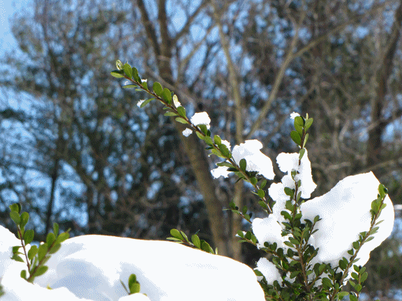 snow hedgebranch pkashtock.gif