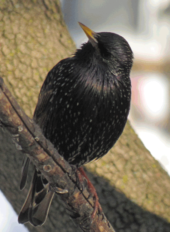 starling-mouths-off-copy-smaller.gif